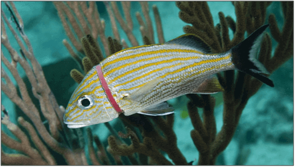 blue-striped grunt fish