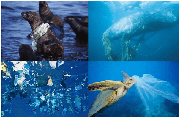 Plastic Pollution on Marine environment